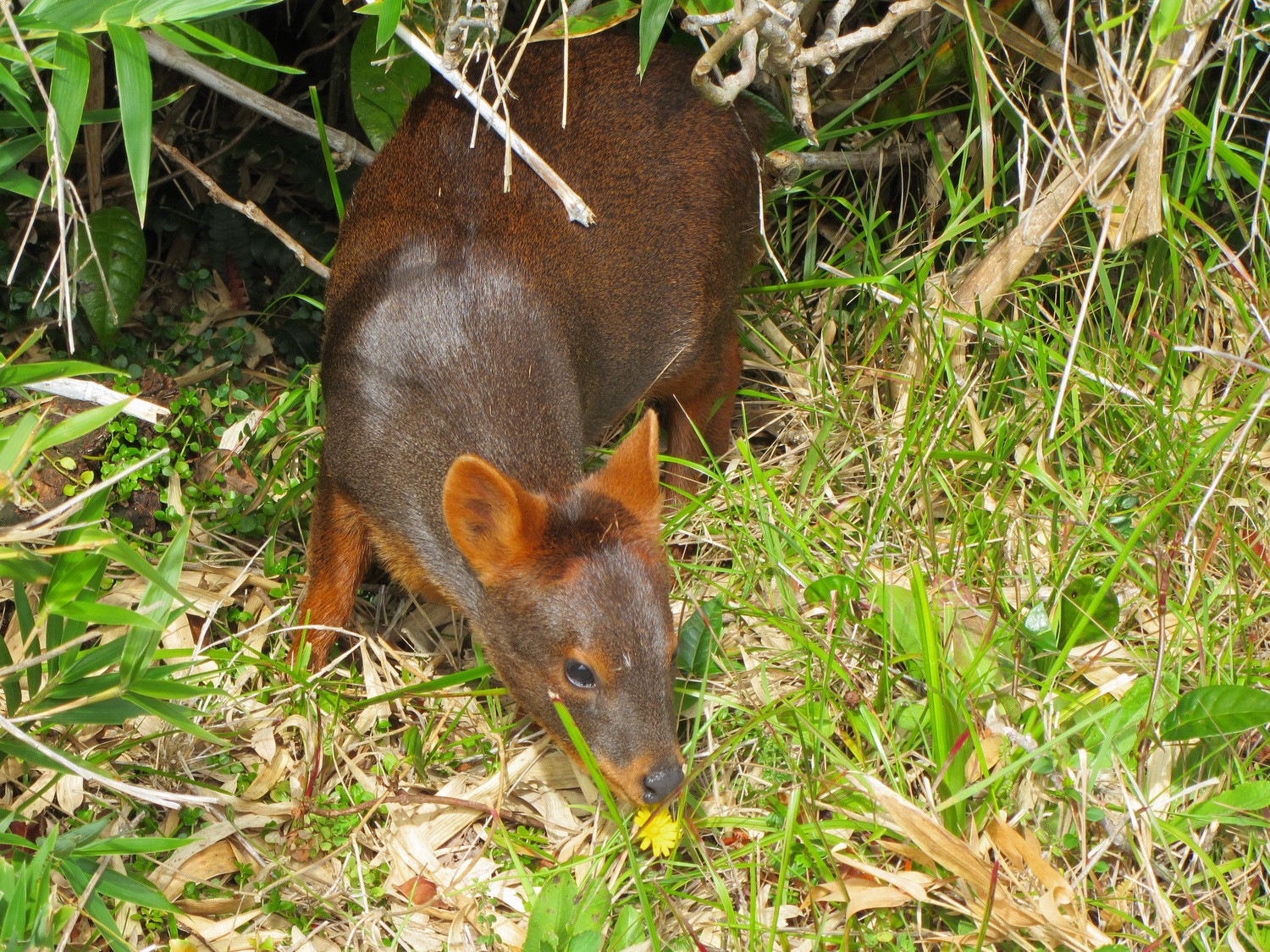 Pudu - Pudu, the smallest deer on earth, is coming out of the bush